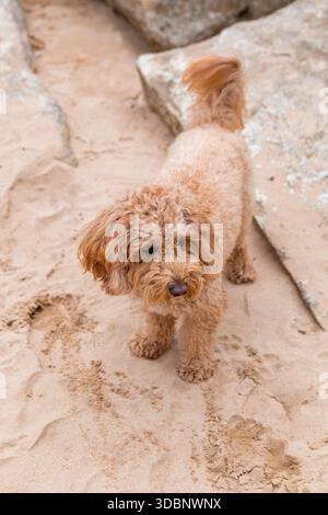 Golden Doodle Hund liegt am Sandstrand in der Nähe von Steinplatten und blickt mit ruhigem und entspanntem Ausdruck weg. Stockfoto