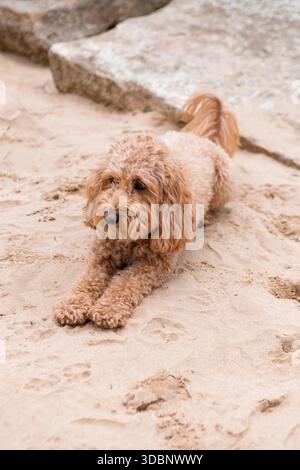 Golden Doodle Hund liegt am Sandstrand in der Nähe von Steinplatten und blickt mit ruhigem und entspanntem Ausdruck weg. Stockfoto
