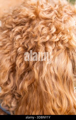 Nahaufnahme aus karamellfarbenem Golden Doodle-Pelz mit engen Locken und weichen Wellen in detaillierter Textur. Stockfoto