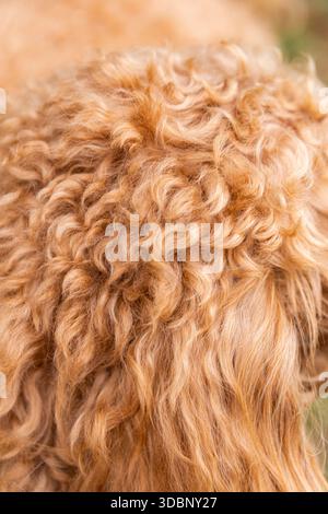 Nahaufnahme aus karamellfarbenem Golden Doodle-Pelz mit engen Locken und weichen Wellen in detaillierter Textur. Stockfoto