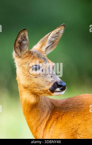 Reh (Capreolus capreolus) im Sommer auf einer Wiese stehend, Porträt, Hessen, Deutschland, Europa Stockfoto