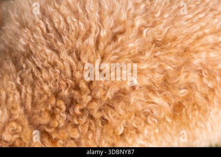 Nahaufnahme aus karamellfarbenem Golden Doodle-Pelz mit engen Locken und weichen Wellen in detaillierter Textur. Stockfoto