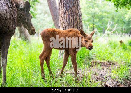Eurasische Elchmutter (Alces alces) mit ihrem Kalb (Youngster) im Frühsommer in einem Wald, Hessen, Deutschland, Europa Stockfoto