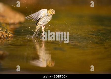 Europäische Serin (Serinus serinus), weiblich, die in einem Wasserbecken baden, Pinos, Solsona, Katalonien, Spanien, Europa Stockfoto