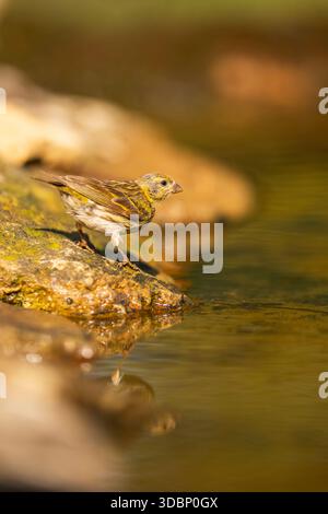 Europäische Serin (Serinus serinus) weiblich in einem Wasserbecken, Pinos, Solsona, Katalonien, Spanien, Europa Stockfoto