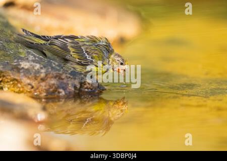 Europäische Serin (Serinus serinus) weiblich in einem Wasserbecken, Pinos, Solsona, Katalonien, Spanien, Europa Stockfoto