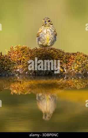 Europäische Serin (Serinus serinus) weiblich in einem Wasserbecken, Pinos, Solsona, Katalonien, Spanien, Europa Stockfoto
