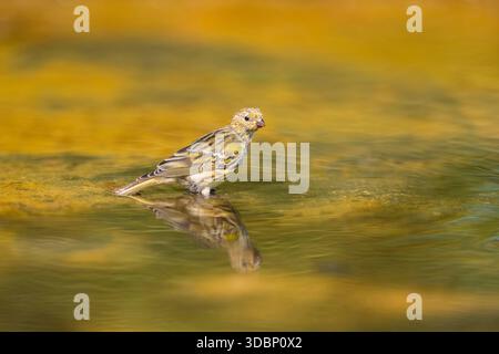Europäische Serin (Serinus serinus), weiblich, die in einem Wasserbecken baden, Pinos, Solsona, Katalonien, Spanien, Europa Stockfoto