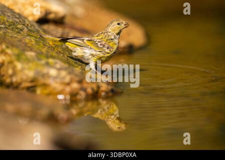 Europäische Serin (Serinus serinus) weiblich in einem Wasserbecken, Pinos, Solsona, Katalonien, Spanien, Europa Stockfoto