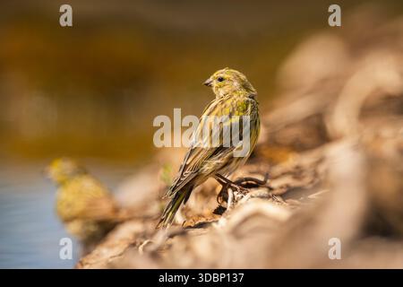 Europäische Serin (Serinus serinus) weiblich in einem Wasserbecken, Pinos, Solsona, Katalonien, Spanien, Europa Stockfoto