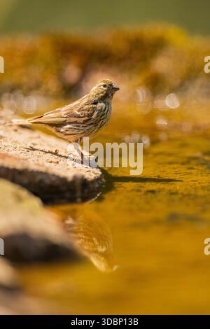 Europäische Serin (Serinus serinus) weiblich in einem Wasserbecken, Pinos, Solsona, Katalonien, Spanien, Europa Stockfoto