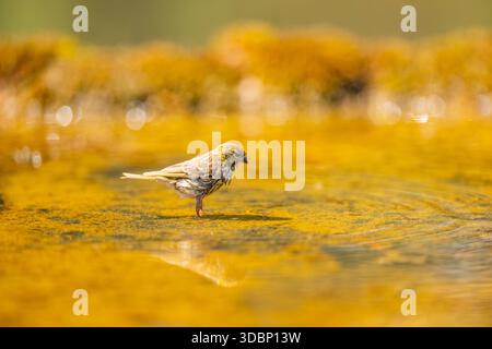 Europäische Serin (Serinus serinus), weiblich, die in einem Wasserbecken baden, Pinos, Solsona, Katalonien, Spanien, Europa Stockfoto