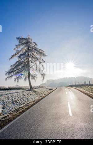 Europäische Lärche (Larix decidua) neben einer Straße mit Raureif auf den Zweigen bei Sonnenschein im Winter, Bayern, Deutschland, Europa Stockfoto