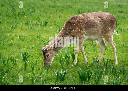 Als im Mai Europäischer Damhirsch (Dama dama) weidet, wachsen seine Geweihe erst wieder zurück Stockfoto
