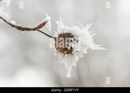 Eiskristalle von Roarfrost auf einer gewöhnlichen Buche (Fagus sylvatica) Samen bei Sonnenschein im Winter, Bayern, Deutschland, Europa Stockfoto