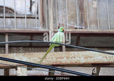 Ein Rosensittich (Psittacula krameri) in Jerusalem, Israel, am 16. Dezember 2025. Foto: Raquel G. Frohlich. Stockfoto