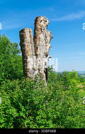 Nach dem Baumsterben blieb der Stamm des Naturdenkmals Kupferbuche am Waldrand in der Nähe des Waldparkplatzes nördlich von Lauterach als Beispiel für totes Holz stehen. Stockfoto