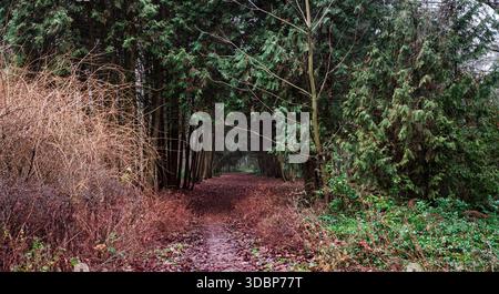 Waldweg mit Teppichboden, der sich durch dichte immergrüne und wilde Sträucher schlängelt, bildet einen ruhigen, abgeschiedenen Baumtunnel, der reich an Herbstkolben ist Stockfoto