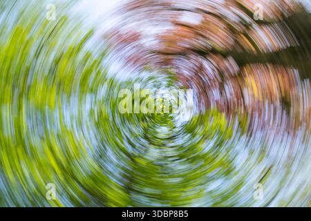 Abstrakte Fotografie der Kupferbuche und -Buche Stockfoto
