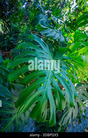 Schweizer Käsepflanze (Monstera deliciosa), Araceae. Immergrüner Kletterstrauch. Zierpflanze im Innenbereich, ungewöhnliche Blume. Stockfoto