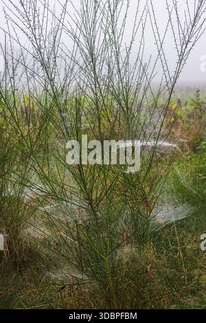 Filigrane Spinnennetze an Pflanzen Stockfoto