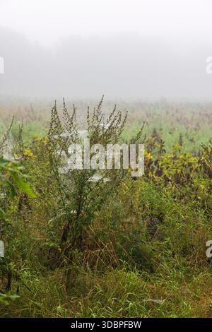 Filigrane Spinnennetze an Pflanzen Stockfoto