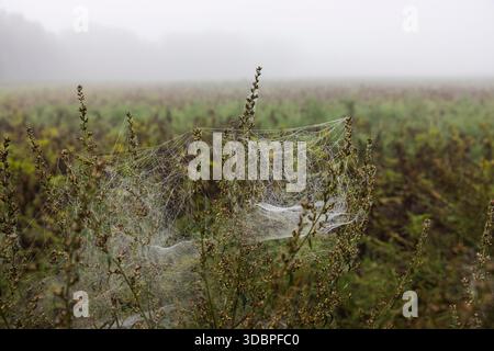 Filigrane Spinnennetze an Pflanzen Stockfoto