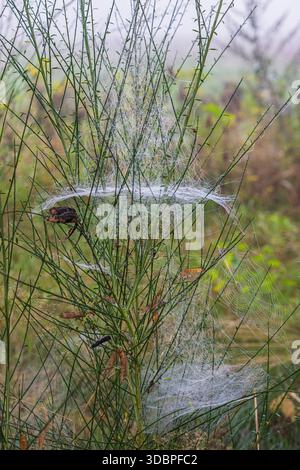 Filigrane Spinnennetze an Pflanzen Stockfoto