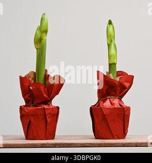 Ein minimalistisches Stillleben zweier amaryllis-Pflanzen steht auf einem Holzregal vor einem weichen, neutralen Hintergrund. Jede Pflanze ist zerknittert gewickelt Stockfoto