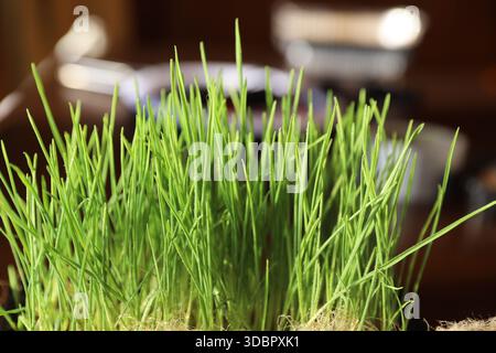 Frisches grünes Grassprossen wachsen drinnen in natürlichem Licht und gesundem Lebensstil Konzept Stockfoto