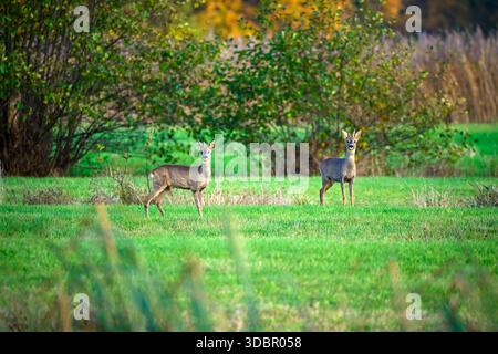Hirsch im Naturschutzgebiet Kirchwerder Wiesen in Hamburg Stockfoto