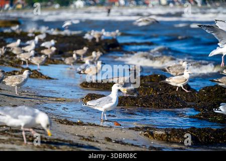 Heringsmöwen, Larus argentatus, am Ostseestrand in Scharbeutz, Schleswig-Holstein, Deutschland Stockfoto