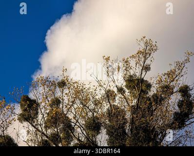 Mistel, Viscum Album, wächst stark auf den Zweigen eines Laubbaums vor einem hellblauen Himmel und einer großen weißen Wolke in München. Stockfoto