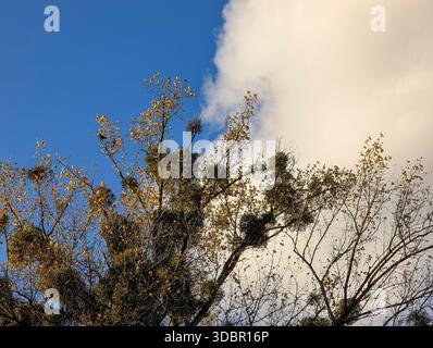 Mistel, Viscum Album, wächst stark auf den Zweigen eines Laubbaums vor einem hellblauen Himmel und einer großen weißen Wolke in München. Stockfoto