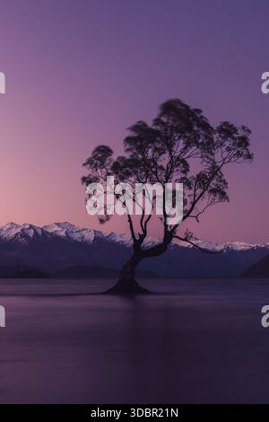 Die Silhouette des berühmten Wanaka-Baumes steht im Wasser des Lake Wanaka auf Neuseelands Südinsel in der Nähe der gleichnamigen Stadt Wanaka. Der Baum ist ein Wahrzeichen und Symbol der Stadt Stockfoto