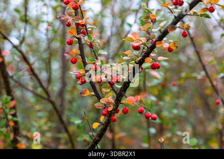 Immergrüner Loquat, Cotoneaster simonsii Baker, Zweige mit Früchten mit Tautropfen im Herbst Stockfoto
