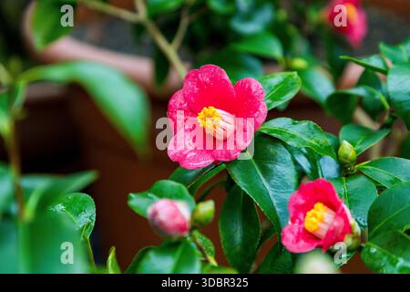 Japanische Kamelie, Kamelie japonica mit rosa Blüten und Wassertropfen Stockfoto