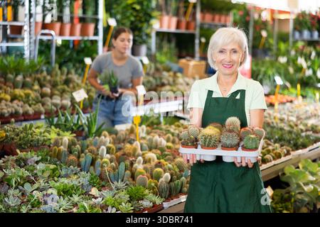 Alte Verkäuferin, die Kaktus in Blumentöpfen hält, auf dem offenen Pflanzenmarkt Stockfoto