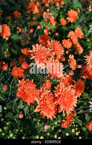 Vertikale Ansicht von Chrysanthemum Cleopatra-Blüten mit lebhaften Orangenblättern im Sonnenlicht. Floraler Hintergrund mit Kopierraum und keine Leute. Stockfoto