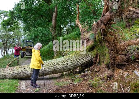 Menschen, die einen großen umgestürzten Baum betrachten - Wales, Großbritannien - 05. August 2025 Stockfoto