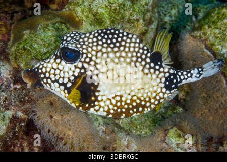 Glatter Stammfisch, Lactophrys Triqueter, Bonaire, Karibische Niederlande, Karibisches Meer. Stockfoto