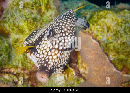 Glatter Stammfisch, Lactophrys Triqueter, Bonaire, Karibische Niederlande, Karibisches Meer. Stockfoto