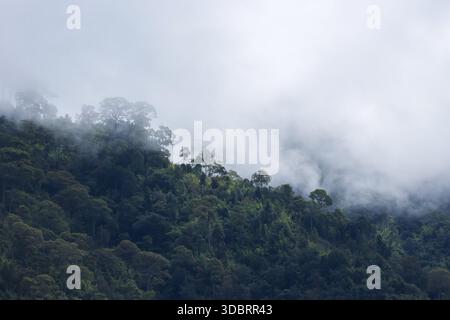 Neblige Waldlandschaft mit grünen Bäumen, die von schwerem weißem Nebel bedeckt sind, schafft geheimnisvolle Atmosphäre auf Berghängen bei regnerischem Wetter in Natur Stockfoto