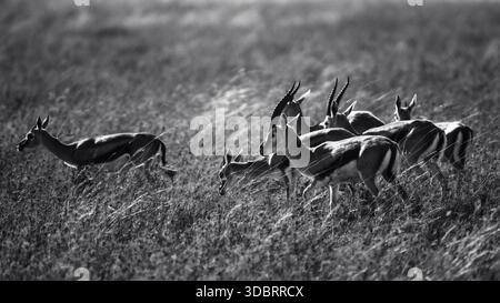 Bild von Impalas in Tansanias ikonischer Safari-Landschaft, die ihren natürlichen Lebensraum in Ostafrikas offenen Ebenen und Wildnis zeigt. Stockfoto