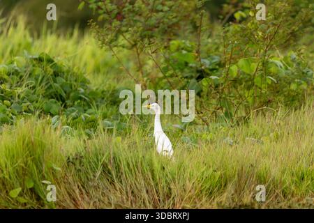 Westliche Rinderreiher stehen in hohem Gras, umgeben von üppiger Vegetation in einem tropischen Grasland-Lebensraum. Stockfoto