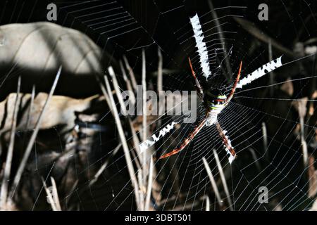 Die St. Andrews Cross Spider (Argiope keyserlingi) ist eine verbreitete Art von Orb-Web-Spinnen, die an der Ostküste Australiens zu finden ist Stockfoto