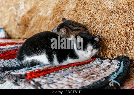 Zwei Kätzchen liegen auf einer Decke nahe dem Heu. Stockfoto