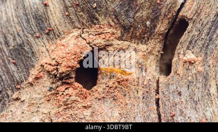 Termiteninsekt, das aus seinem Schlammrohrnest austritt und auf einem beschädigten Holzstamm aktiv ist, zeigt Schädlingsbefall und -Verfall. Fotografie in thailand, nein Stockfoto