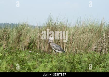 Shoebilstorch (Balaeniceps rex) in Feuchtgebieten im Mabamba Swamp, Uganda. Stockfoto