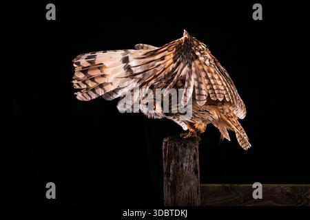 Wir hatten eine Ausstellung von Scheuneneulen in einem northumbrischen Wald. Die Flügel einer Scheuneneule zeigen eine erstaunliche Verbreitung in allen Beigetönen. Stockfoto